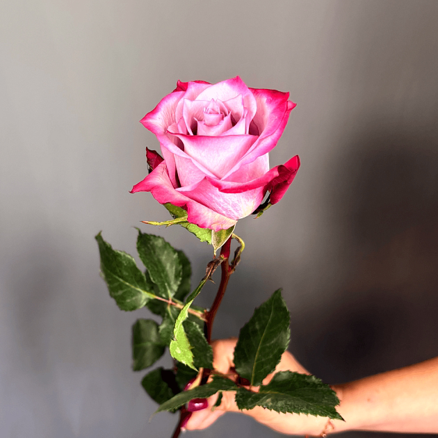 Роза Deep Purple 60&nbsp;см